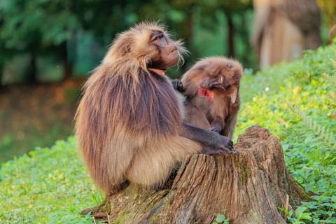 A male and a female Gelada (Theropithecus gelada), or bleeding-heart monkey sit in beautiful light
