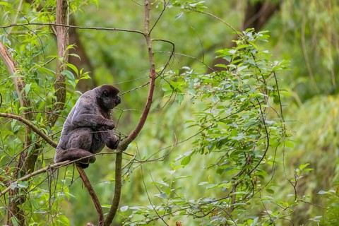 A common woolly monkey, brown woolly monkey, or Humboldt's woolly monkey (Lagothrix lagothricha)