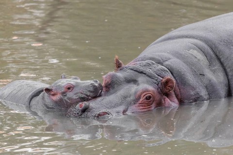 A baby hippopotamus (Hippopotamus amphibius) and its mother resting in a river