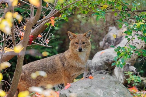 A golden jackal (Canis aureus) stands behind a rock between bushes at the edge of the forest