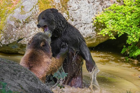 A Eurasian brown bear (Ursus arctos arctos) sow fighting with a big male in a pond