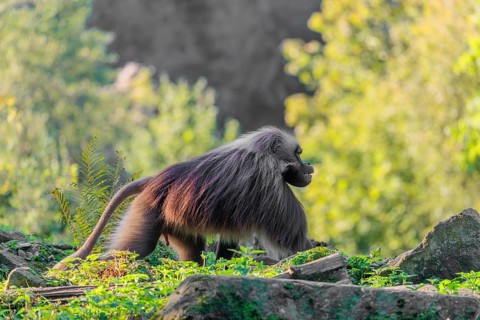 An adult male gelada (Theropithecus gelada), or bloodheart monkey, runs across a green meadow. A