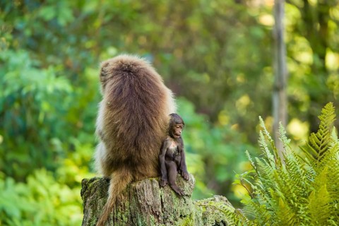 One female Gelada (Theropithecus gelada), or bleeding-heart monkey and her baby sit back to back on