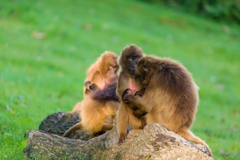 Three female Gelada (Theropithecus gelada), or bleeding-heart monkey, sit on a rock and groom a