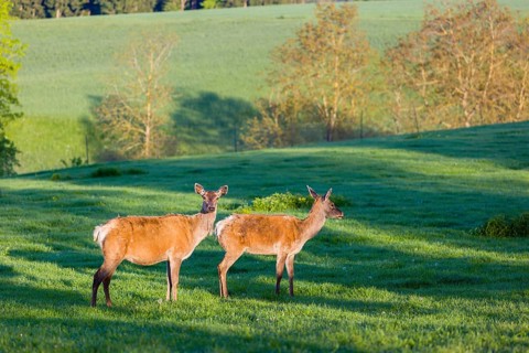 Two female Altai maral, Altai wapiti or Altai elk (Cervus canadensis sibiricus) stand on a meadow