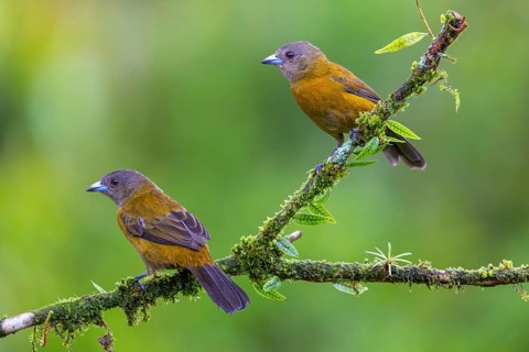 Flame tanager (Pamphecelus passerinii), tanager (Thraupidae), Costa Rica, Central America