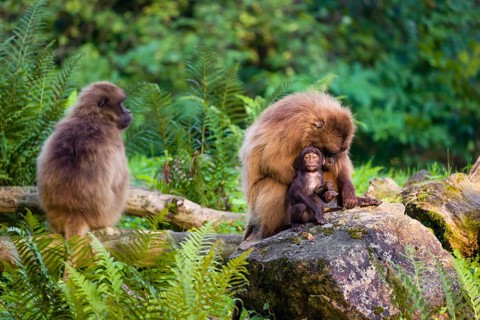 One female Gelada (Theropithecus gelada), or bleeding-heart monkey sits on a rock grooming her baby