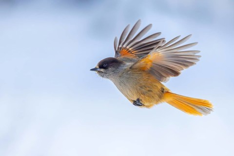 Siberian jay (Perisoreus infaustus, Corvus infaustus) in flight in snow covered taiga in winter,
