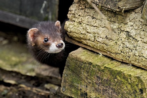 European polecat (Mustela putorius), also known as ferret, looking out from between piles of wood,