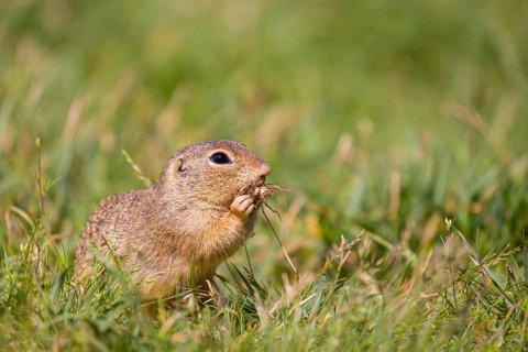 A European ground squirrel (Spermophilus citellus) or European souslik sits in green gras, looking