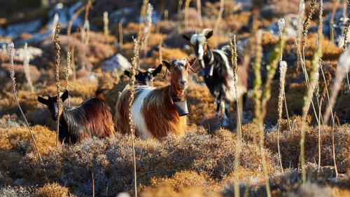 Goats in a sunny meadow landscape with tall plants, goat (s), free-range, west of