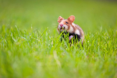 A European hamster (Cricetus cricetus), Eurasian hamster, black-bellied hamster or common hamster,