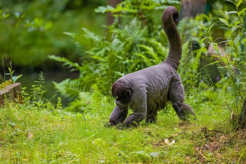 A common woolly monkey, brown woolly monkey, or Humboldt's woolly monkey (Lagothrix lagothricha)