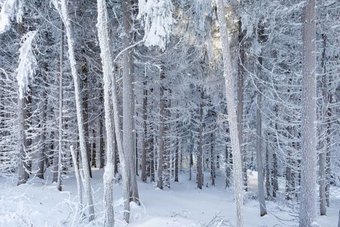 Even the tree trunks are all decorated with hoarfrost, snowy winter landscape on the Auersberg,
