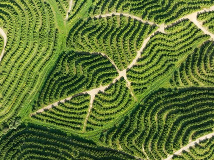 Cultivated orange trees (Citrus sinensis) and network of agricultural roads. Aerial view. Drone