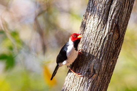 The red-capped cardinal (Paroaria gularis) Pantanal Brazil