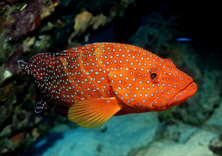 Jewelled grouper (Cephalopholis miniata) Jewelled grouper, Coral Hind, Bluespotted Hind swims