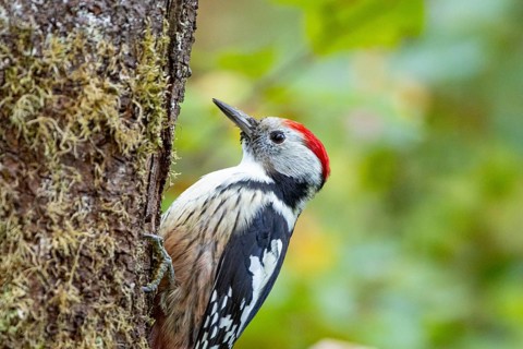 Middle spotted woodpecker (Dendrocopus medius) Germany