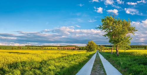 Straight field path made of concrete slabs through typical field landscape in spring in the evening