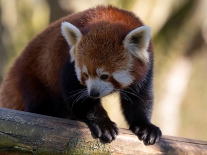 Western Red panda, Red panda (Ailurus fulgens), occurring in South Asia, captive