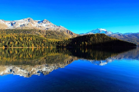 Silvaplaner Lake, larch forest, Engadin, Grisons, Switzerland, Europe