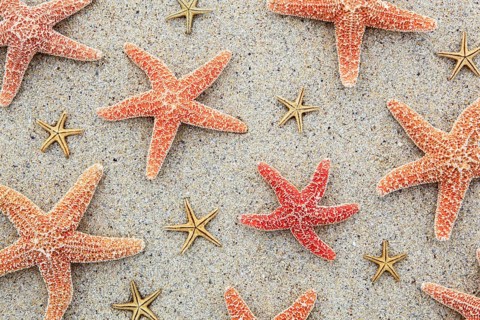 Starfish, starfish