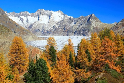 Great Aletsch Glacier and tub horns, European larch, Valais, Switzerland, Europe