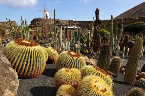 Jardin de Cactus, cactus garden, Guatiza, Lanzarote, Canary Islands, designed by Cesar Manrique,