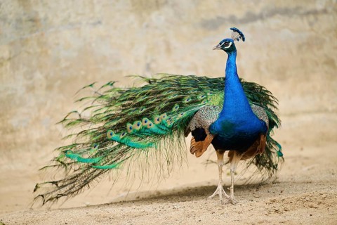 Indian peafowl (Pavo cristatus) standing on the ground, Spain, Europe