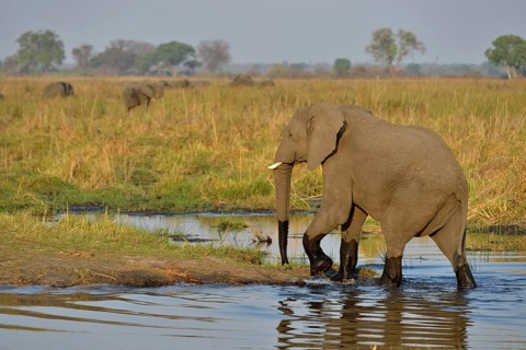 Elephant (Loxodonta africana) crossing the Cuando River, Bwabwata National Park, Zambezi Region,