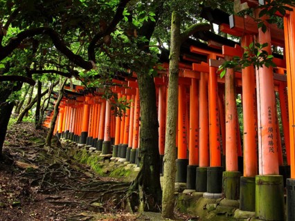 Torii Gates, Fushimi Inari Shrine, Kyoto, Japan, Asia