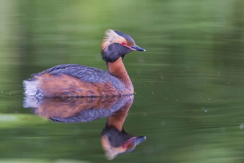 Horned Grebe (Podiceps auritus) swims in water, Västergotland, Sweden, Europe