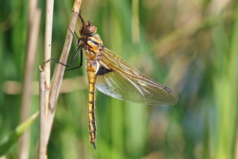 Two-spot (Epitheca bimaculata), freshly hatched animal drying itself on a reed stalk, imago on a