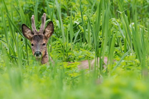 Roe deer (Capreolus capreolus) buck, Austria, Europe