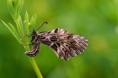 Southern Festoon (Zerynthia polyxena), Austria, Europe