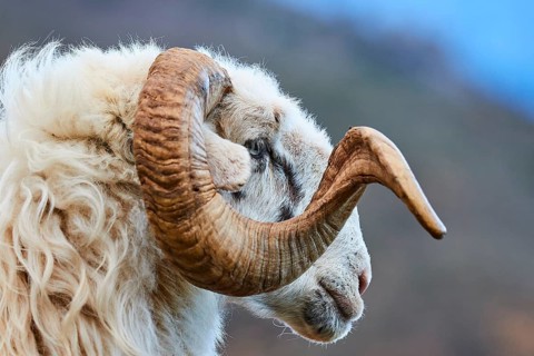 Close-up of a woolly ram with impressive horn in front of a blue sky, sheep (e) or goat (n), ovis,