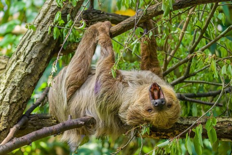 A Linnaeus's two-toed sloth (Choloepus didactylus) hangs down from a branch of a tree and yawns
