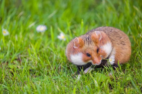 A European hamster (Cricetus cricetus), Eurasian hamster, black-bellied hamster or common hamster,