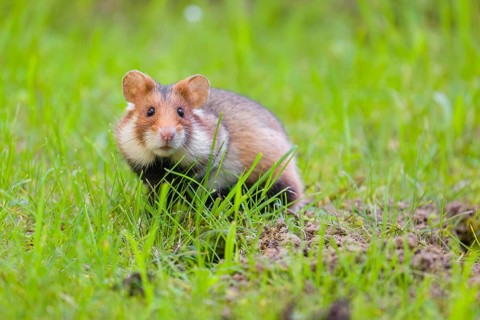 A European hamster (Cricetus cricetus), Eurasian hamster, black-bellied hamster or common hamster,