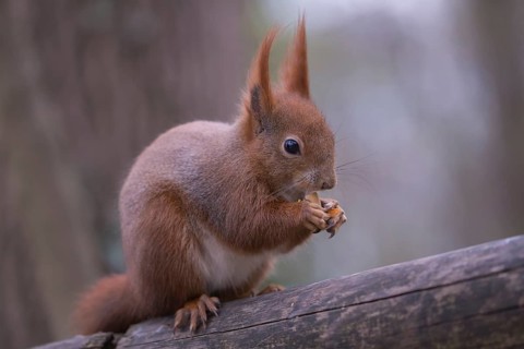 One Red squirrel or Eurasian red squirrel (Sciurus vulgaris) feeding on peanut. Trees in the