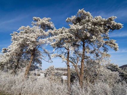 Scots Pine (Pinus sylvestris), trees covered in frost and snow against a blue sky on a sunny
