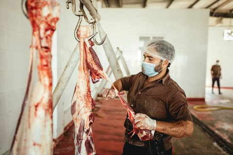 Cutting up a slaughtered dromedary (camelus dromedarius), camel slaughter, Salalah slaughterhouse,