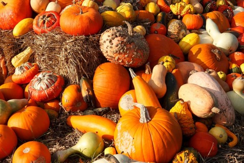 Various types of pumpkin, market stall, North Rhine-Westphalia, Germany, Europe