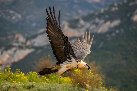 Bearded Vulture (Gypaetus barbatus) adult bird in flight with mountains in the backround, Pyrenees,