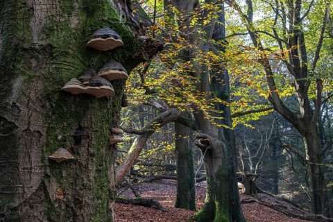 Tinder fungus (Fomes fomentarius) in beech forest (Fagus sylvatica) in autumn foliage, Emsland,