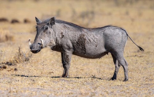 Common warthog (Phacochoerus africanus), Khama Rhino Sanctuary, Serowe, Botswana, Africa