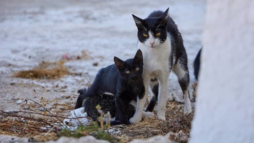 Mother cat, Kittens, Two black and white cats on concrete floor, surrounded by dry grass, Cat (s),