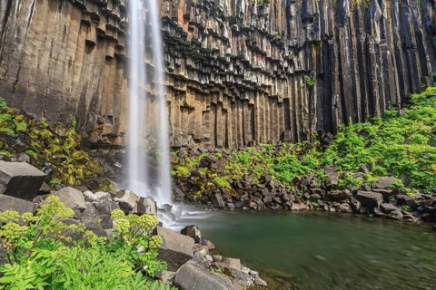 Waterfall, basalt columns, summer, angelica root (Angelica archangelica), Svartifoss, Skaftafell