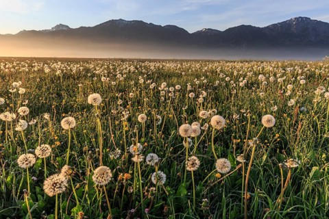Dandelion (Taraxacum), dandelions, faded, morning light, fog, spring, Loisach-Lake Kochel moor,