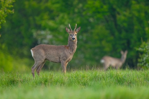Roe deer (Capreolus capreolus), roebuck with beginning hair change stands in a meadow and looks